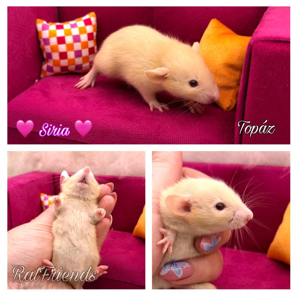 Fancy rat Breeder Rattus norvegicus 