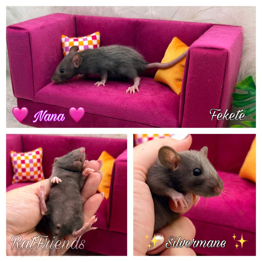 Fancy rat Available for rehoming Rattus norvegicus 