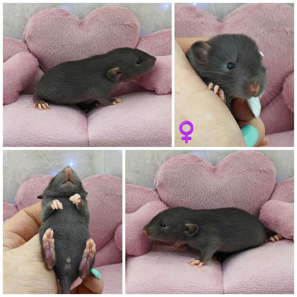 Fancy rat Breeder Rattus norvegicus 