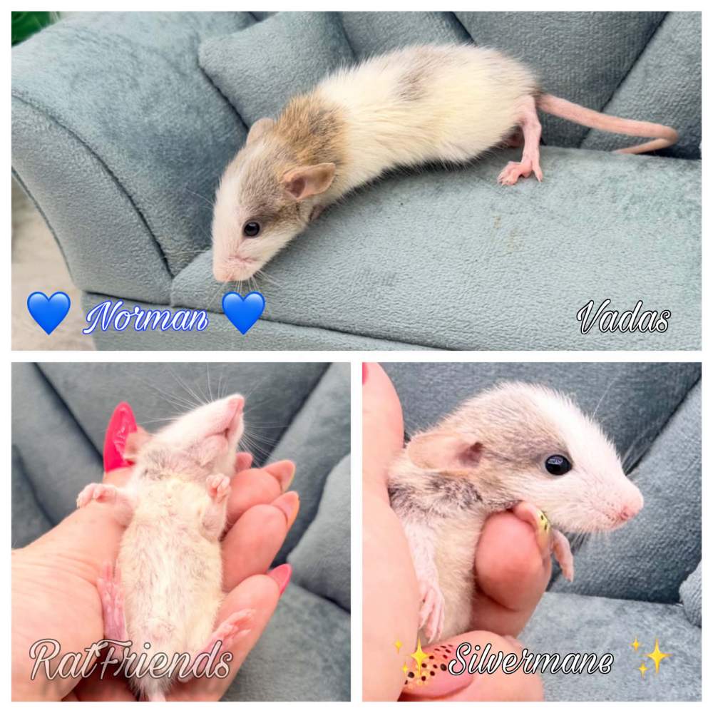 Fancy rat Available for rehoming Rattus norvegicus 