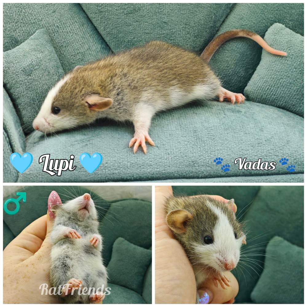 Fancy rat Available for rehoming Rattus norvegicus 