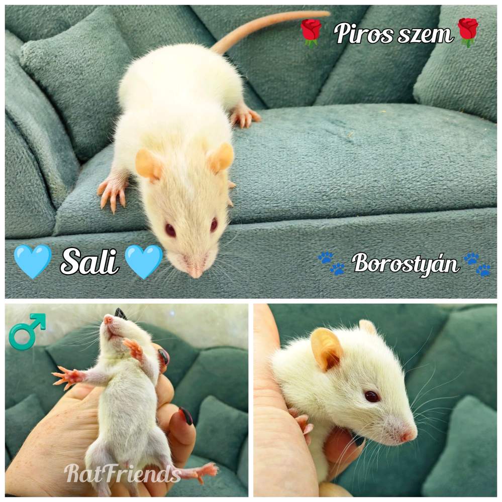 Fancy rat Available for rehoming Rattus norvegicus 