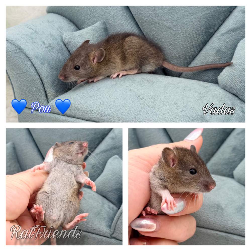 Fancy rat Available for rehoming Rattus norvegicus 