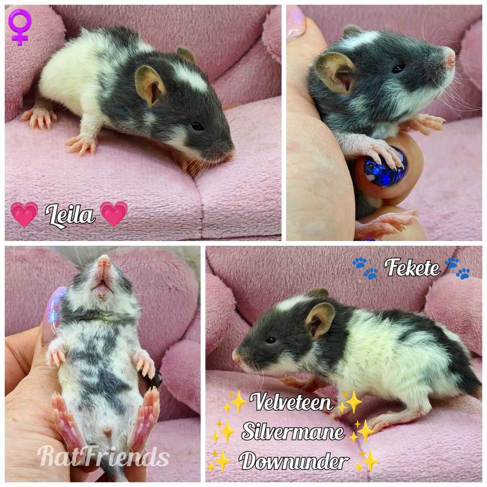 Fancy rat Breeder Rattus norvegicus 