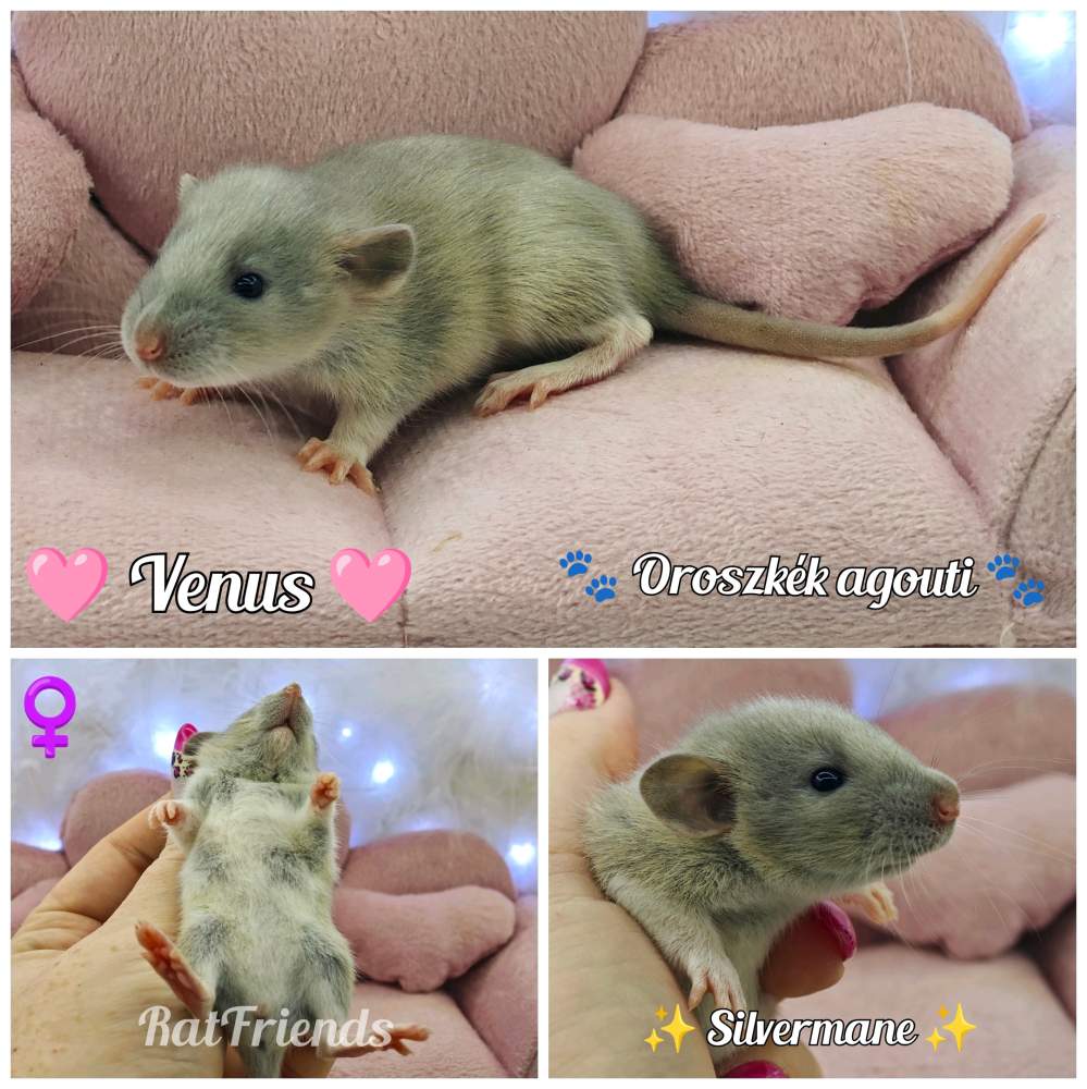 Fancy rat Available for rehoming Rattus norvegicus 