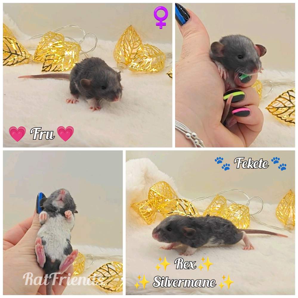 Fancy rat Breeder Rattus norvegicus 