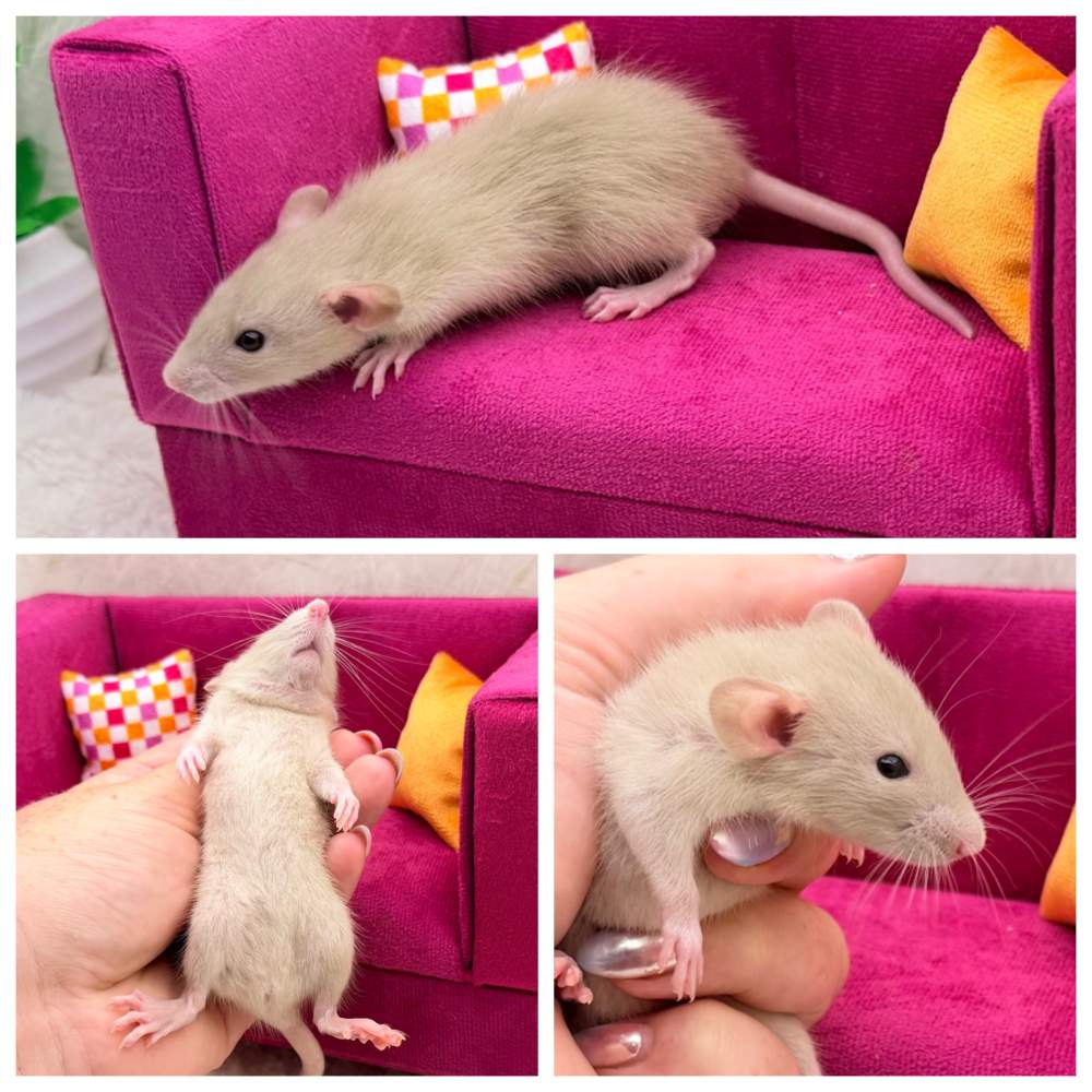 Fancy rat Breeder Rattus norvegicus 