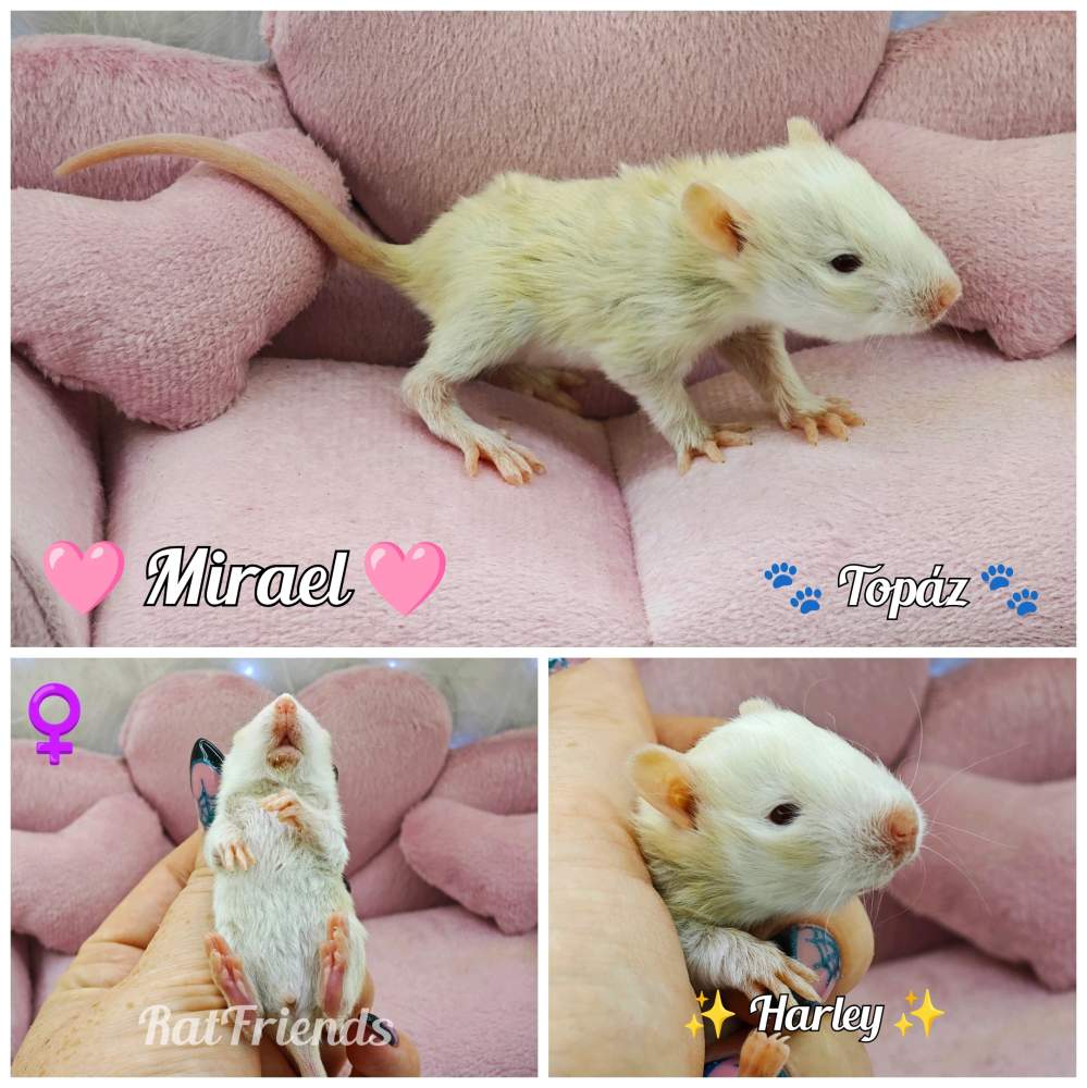 Fancy rat Available for rehoming Rattus norvegicus 