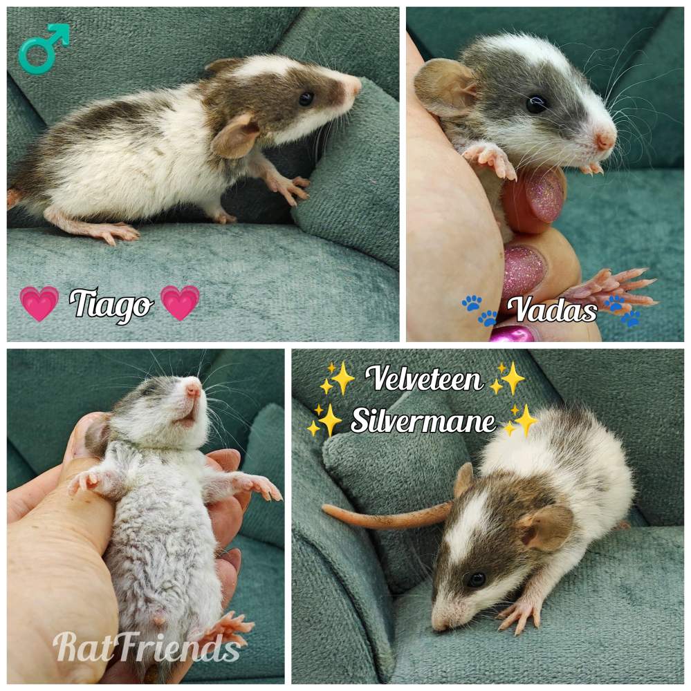 Fancy rat Rehomed Rattus norvegicus 