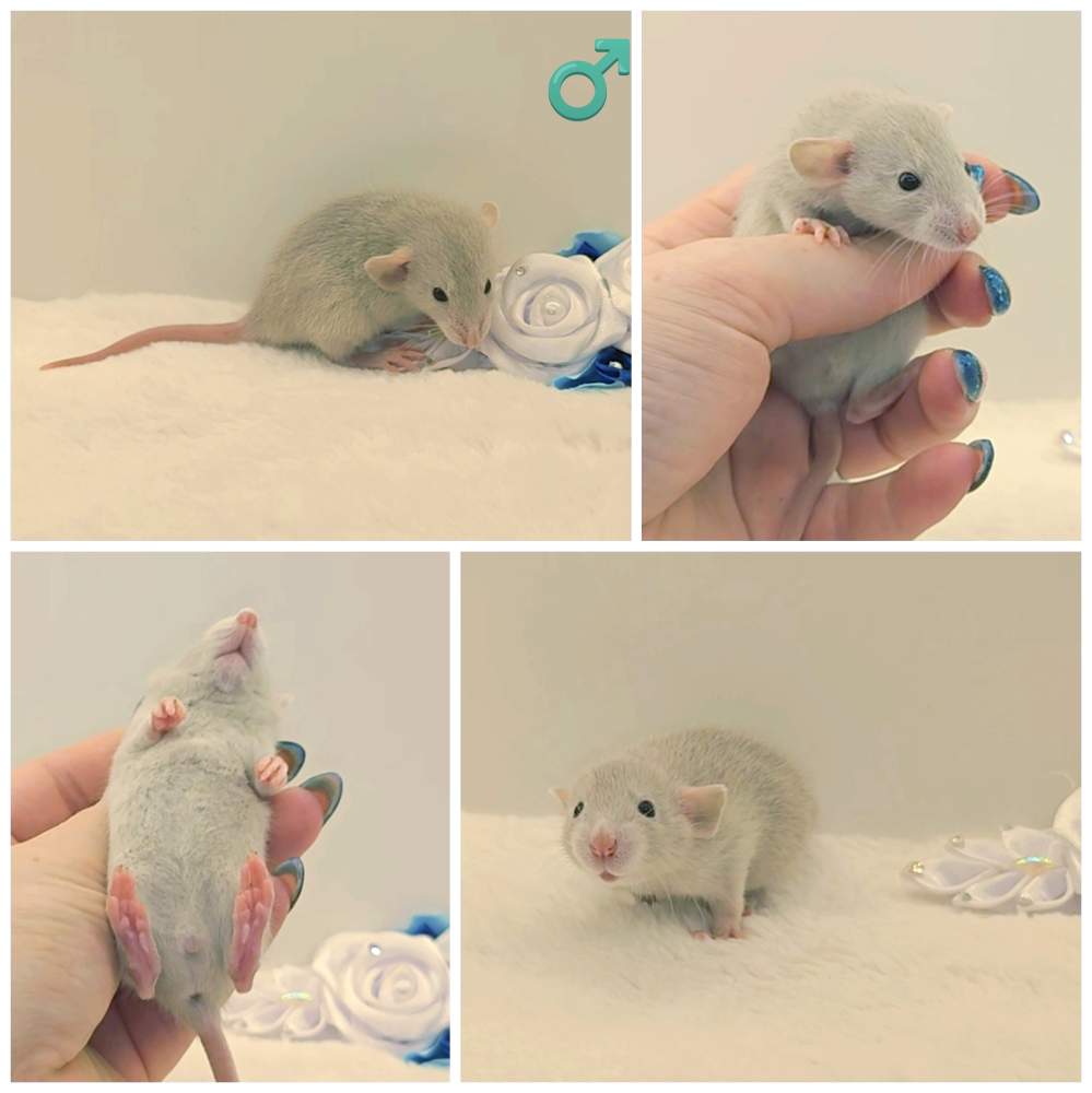 Fancy rat Owned by other Rattus norvegicus 