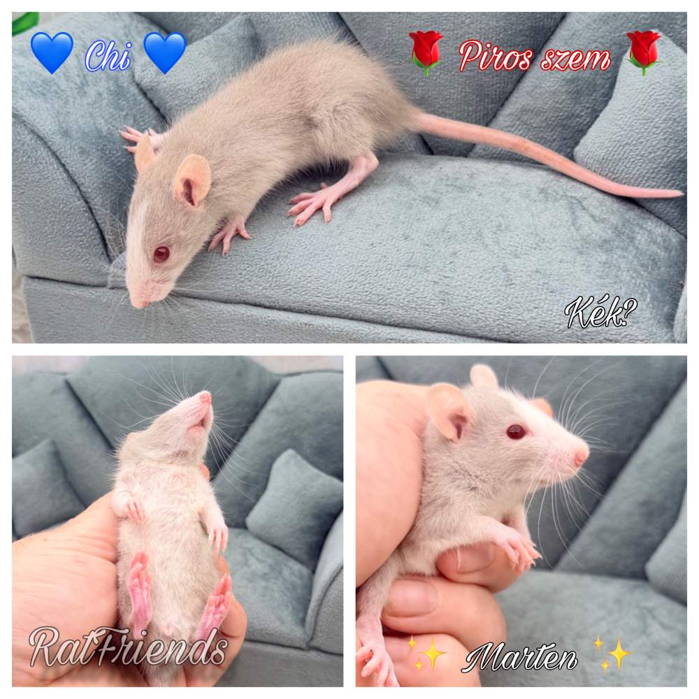 Fancy rat Breeder Rattus norvegicus 