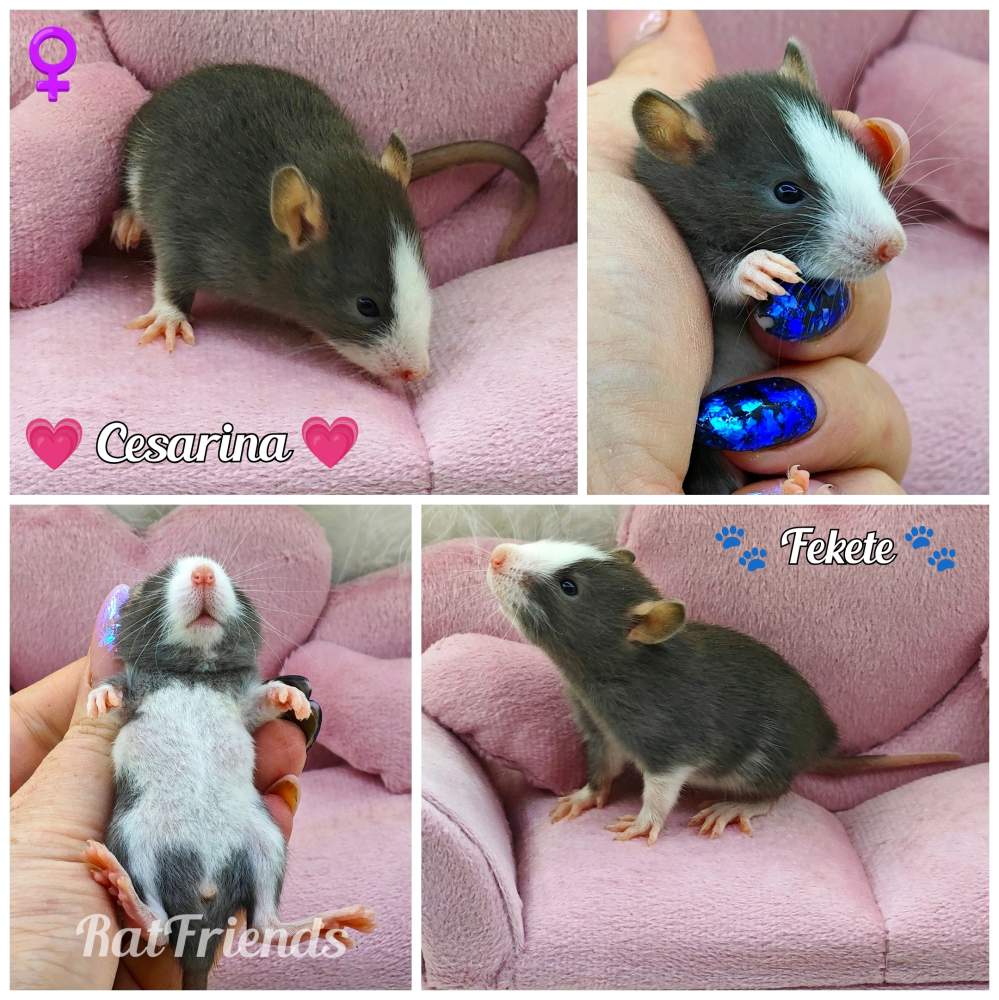 Fancy rat Available for rehoming Rattus norvegicus 