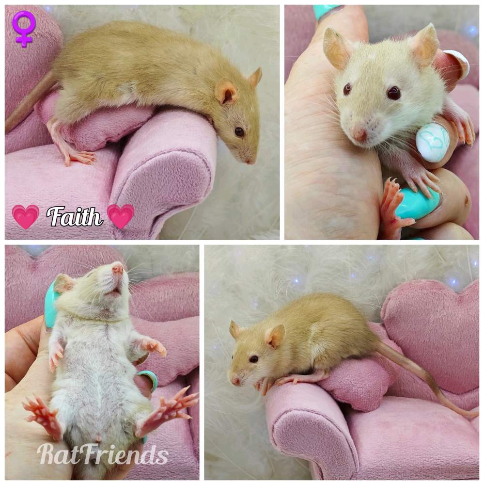 Fancy rat Owned by other Rattus norvegicus 