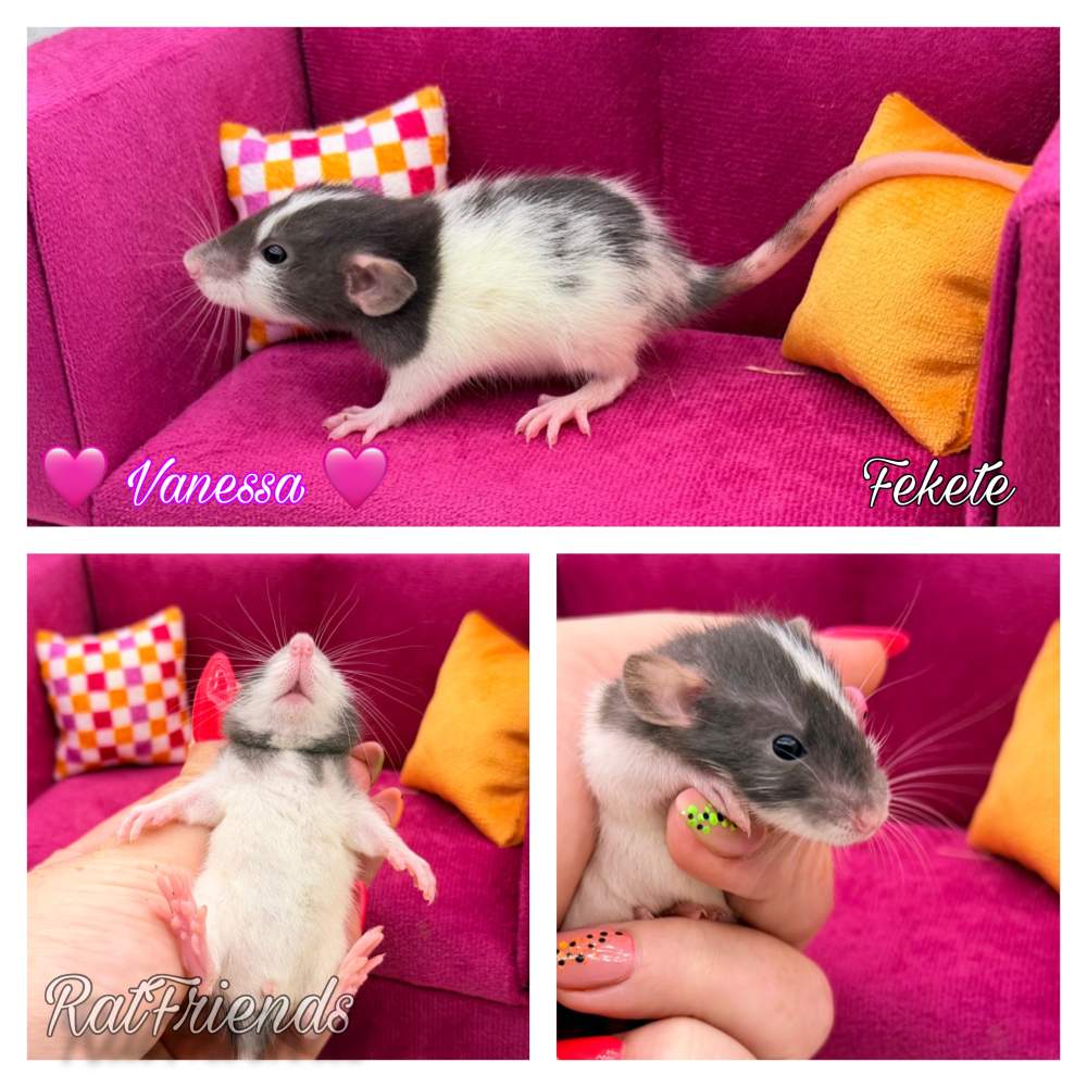 Fancy rat Breeder Rattus norvegicus 