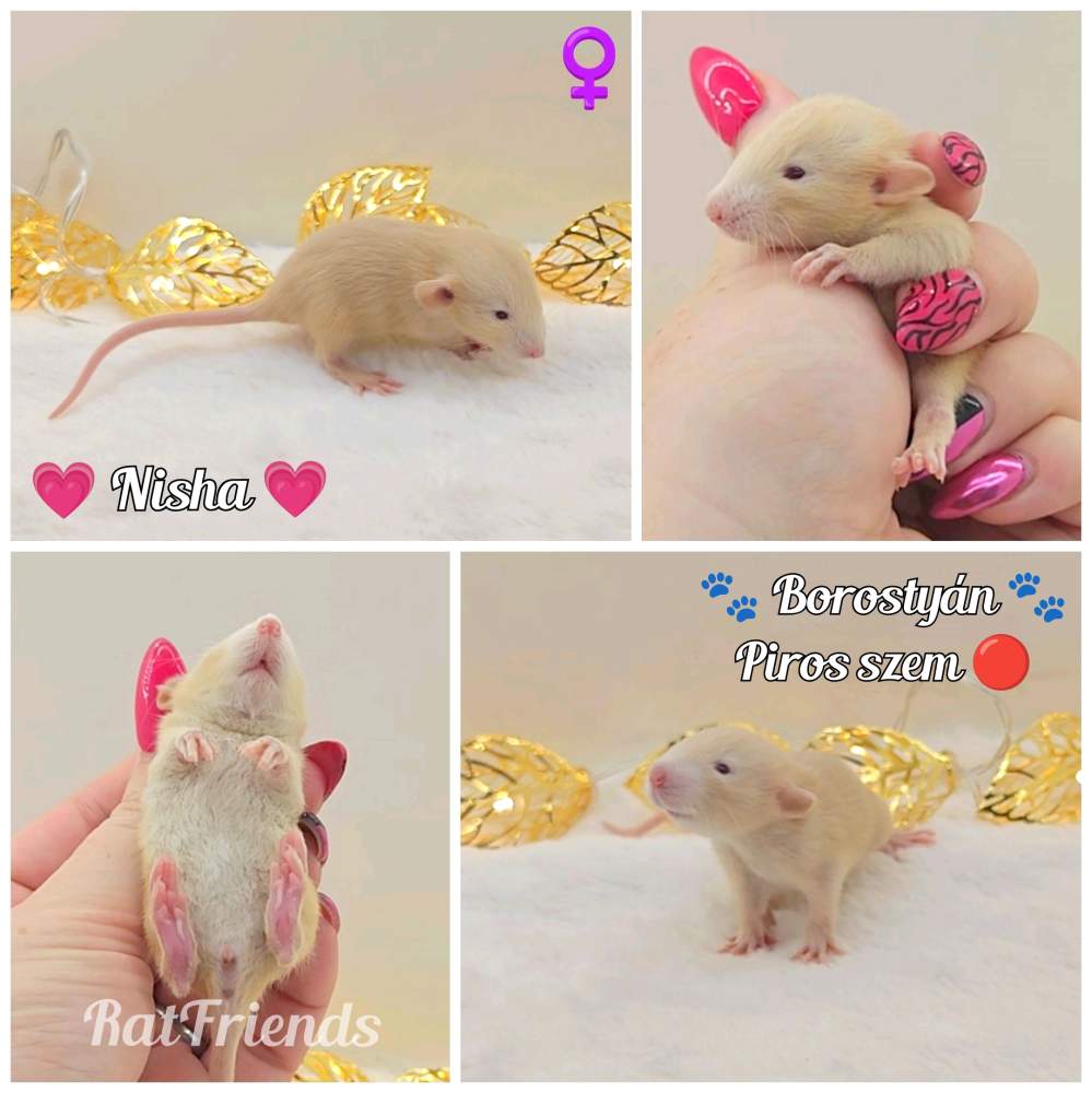 Fancy rat Owned by other Rattus norvegicus 