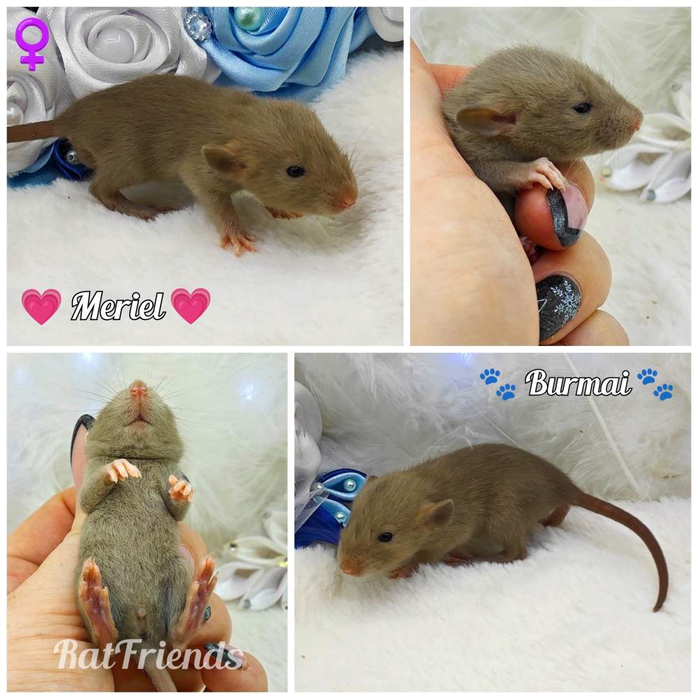 Fancy rat Owned by other Rattus norvegicus 