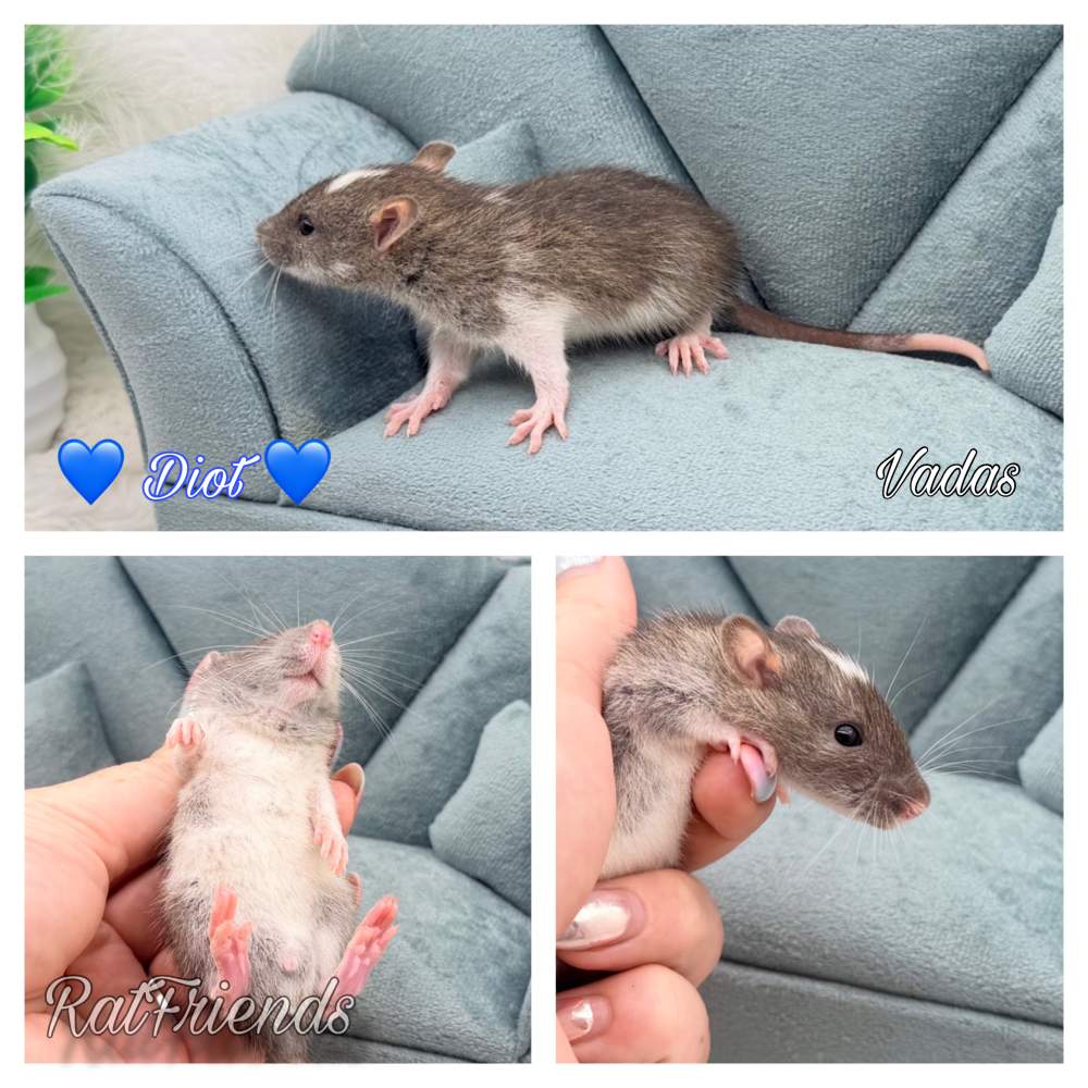 Fancy rat Available for rehoming Rattus norvegicus 
