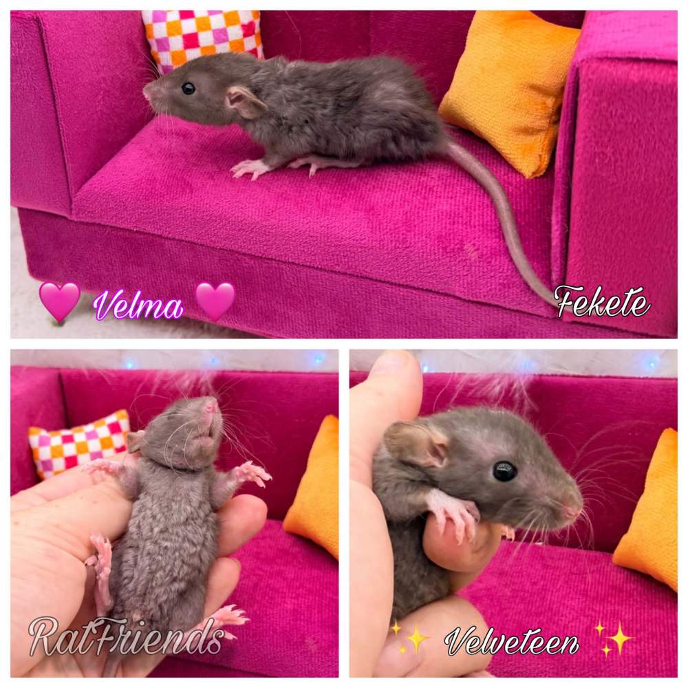 Fancy rat Breeder Rattus norvegicus 