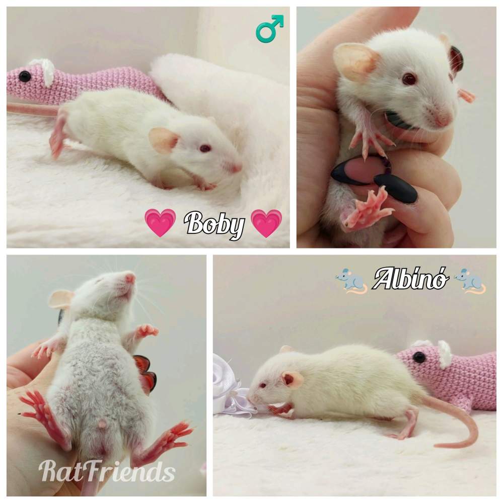 Fancy rat Owned by other Rattus norvegicus 