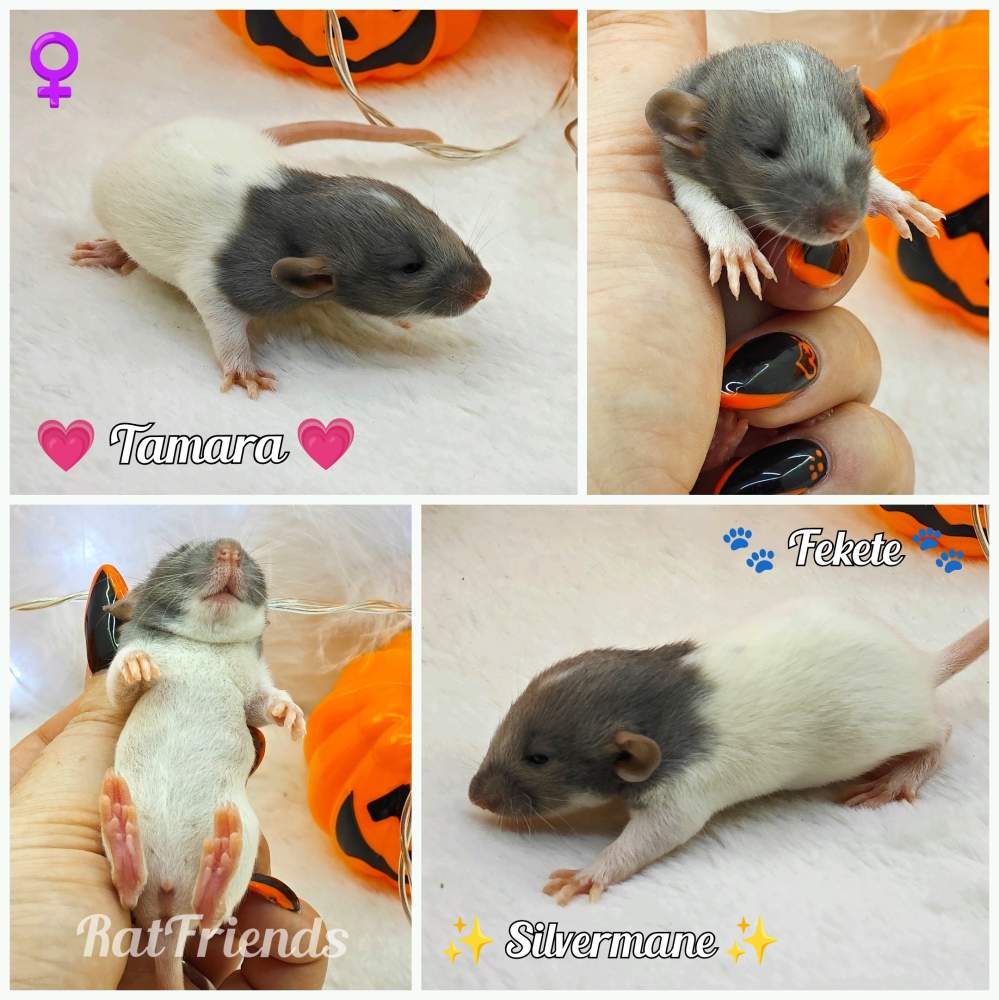Fancy rat Owned by other Rattus norvegicus 
