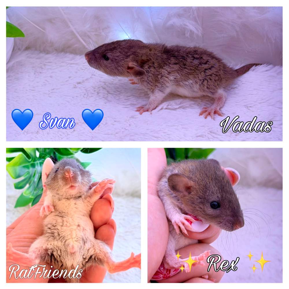 Fancy rat Available for rehoming Rattus norvegicus 