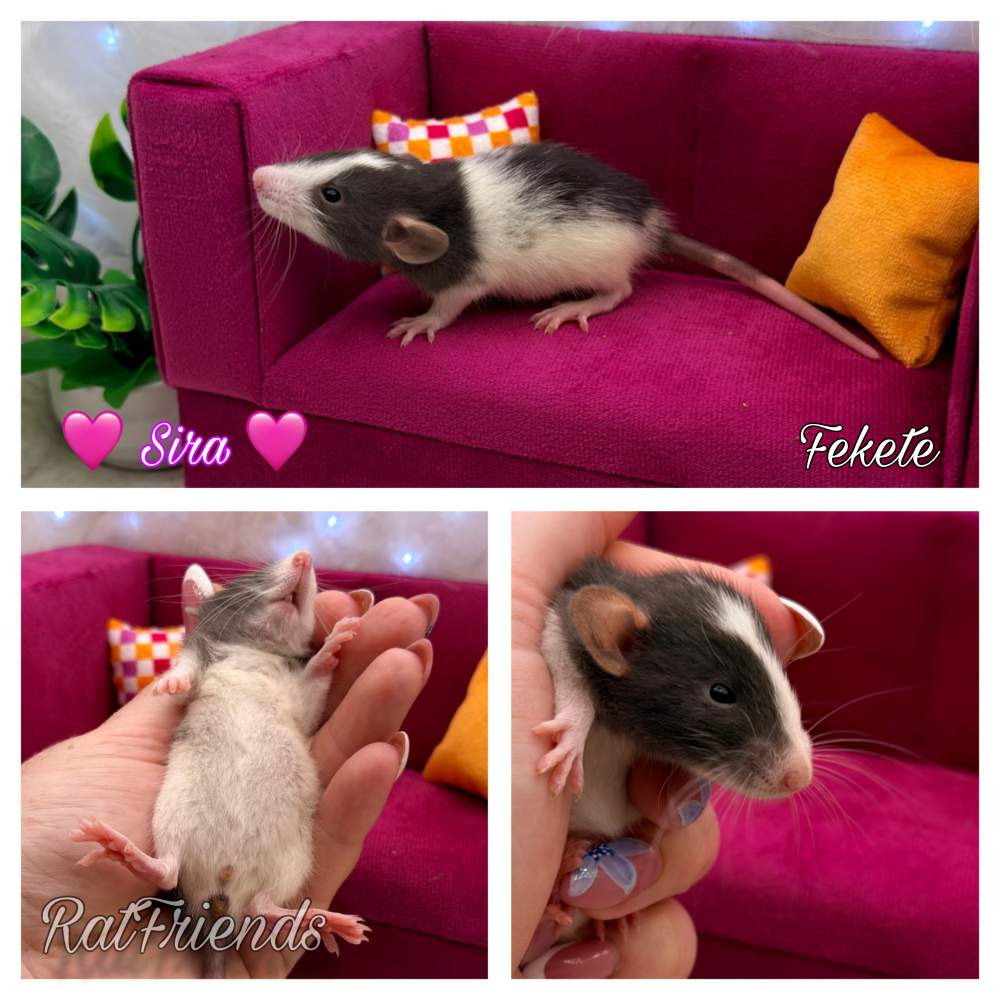 Fancy rat Available for rehoming Rattus norvegicus 