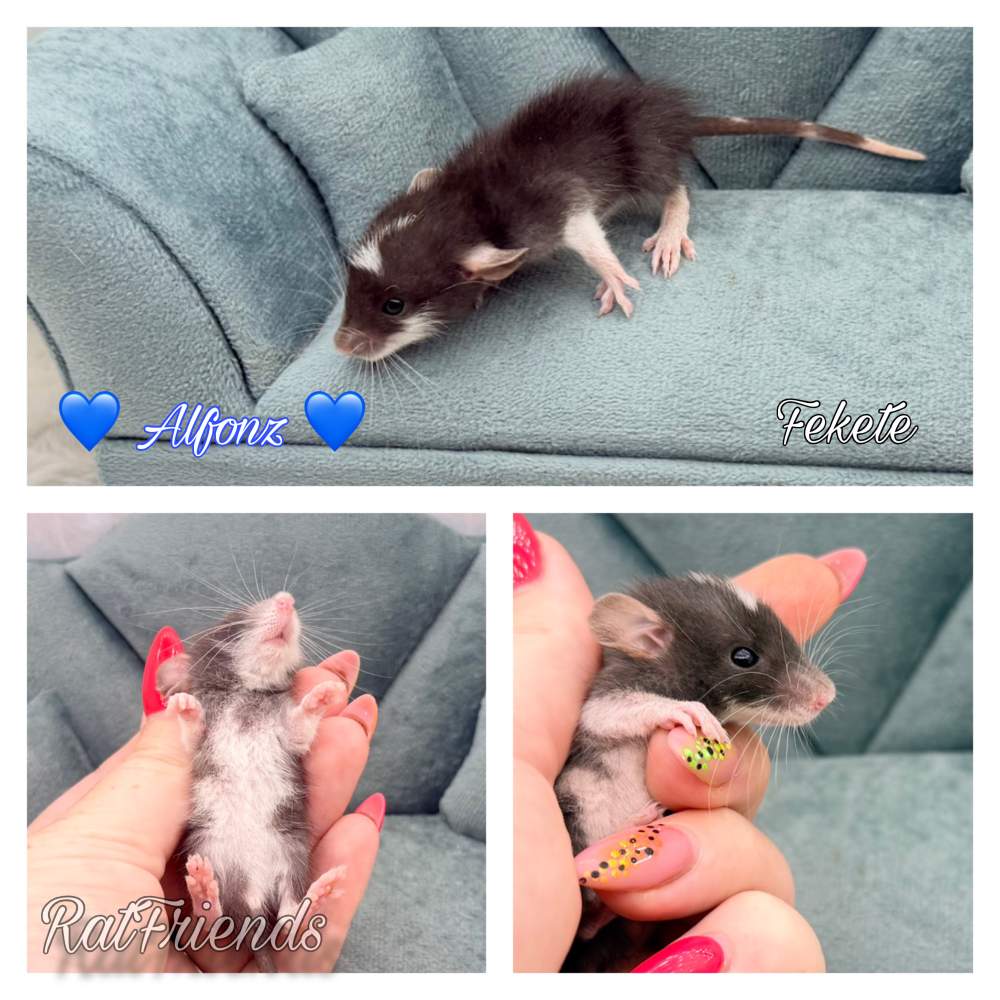 Fancy rat Available for rehoming Rattus norvegicus 