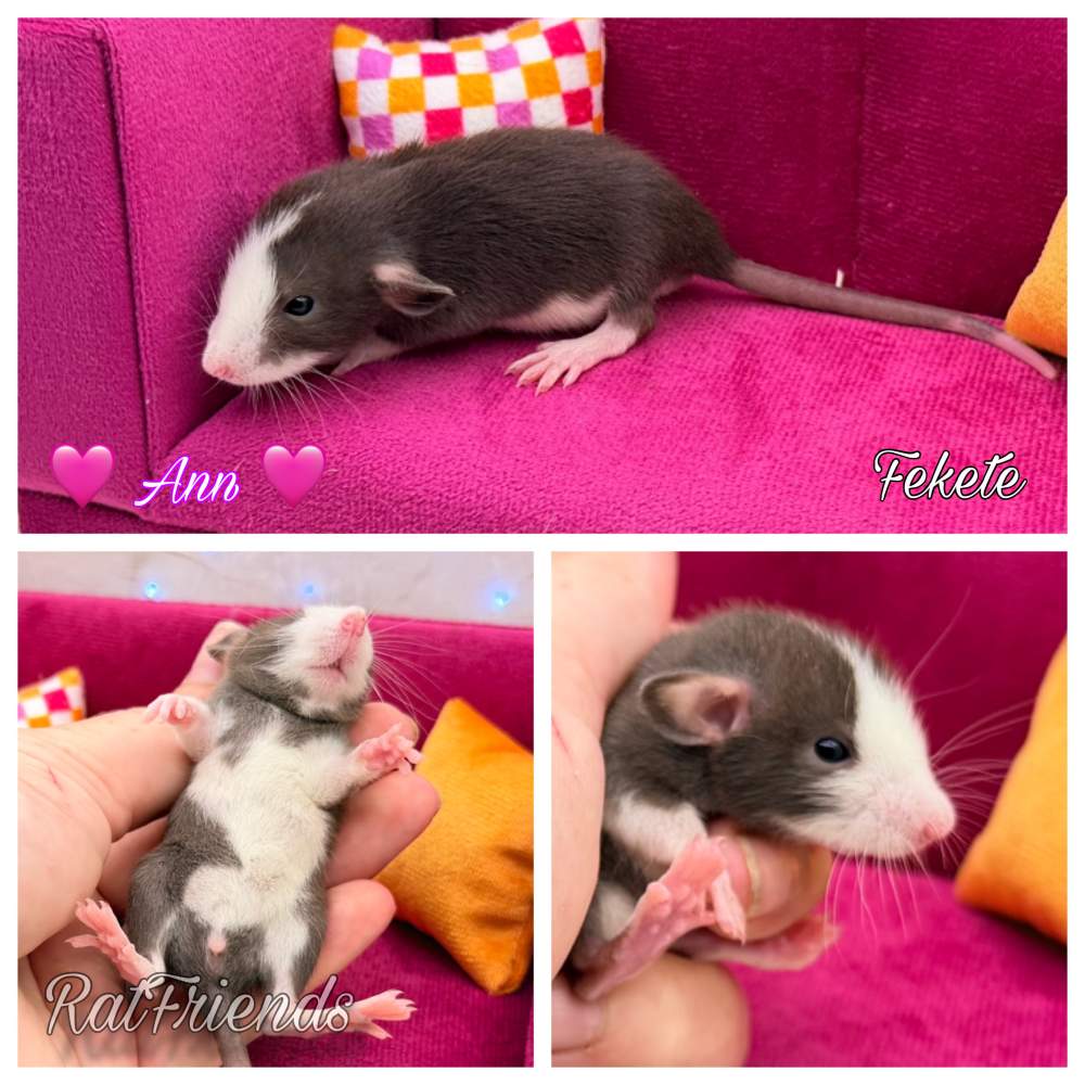 Fancy rat Available for rehoming Rattus norvegicus 