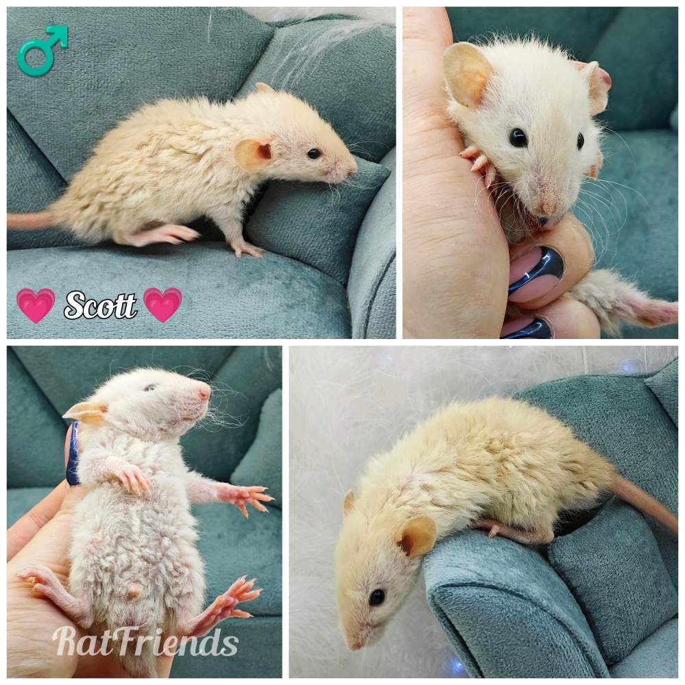 Fancy rat Owned by other Rattus norvegicus 