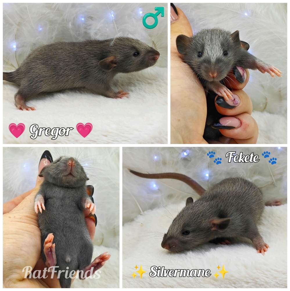 Fancy rat Owned by other Rattus norvegicus 