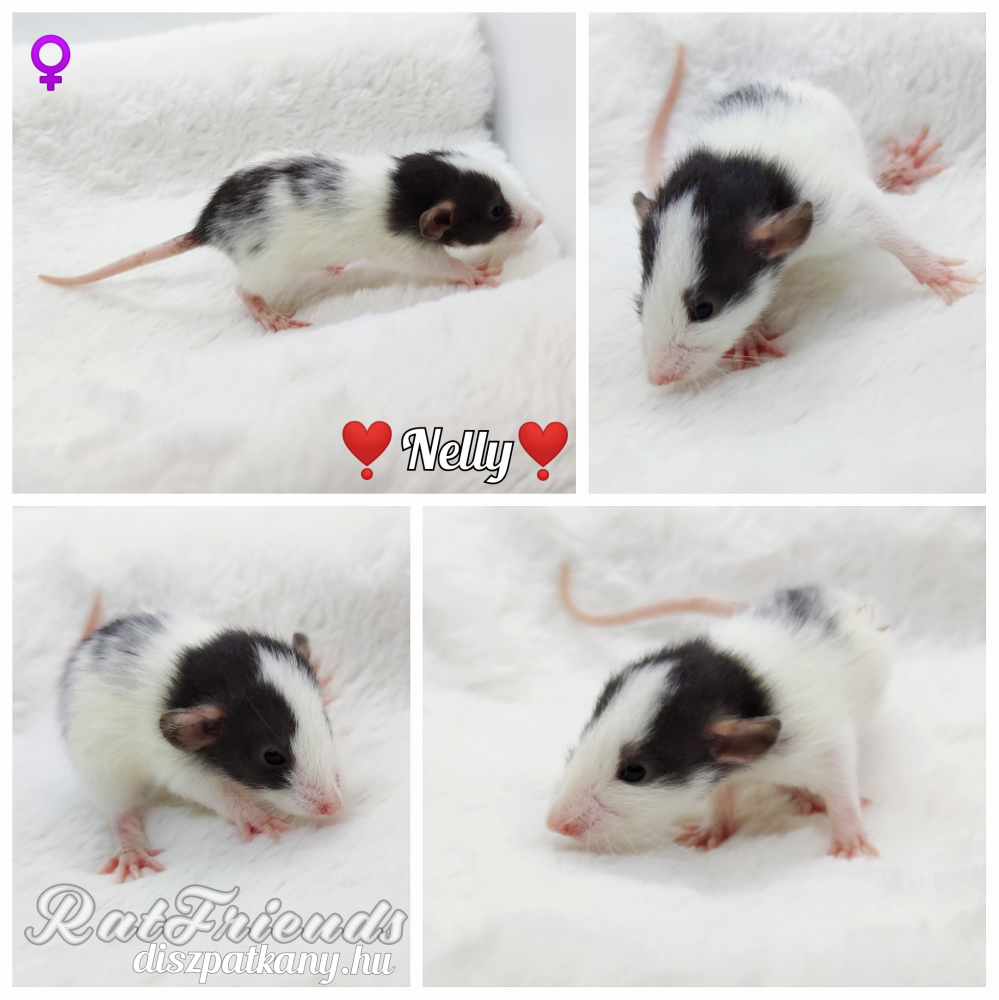 Fancy rat Owned by other Rattus norvegicus 