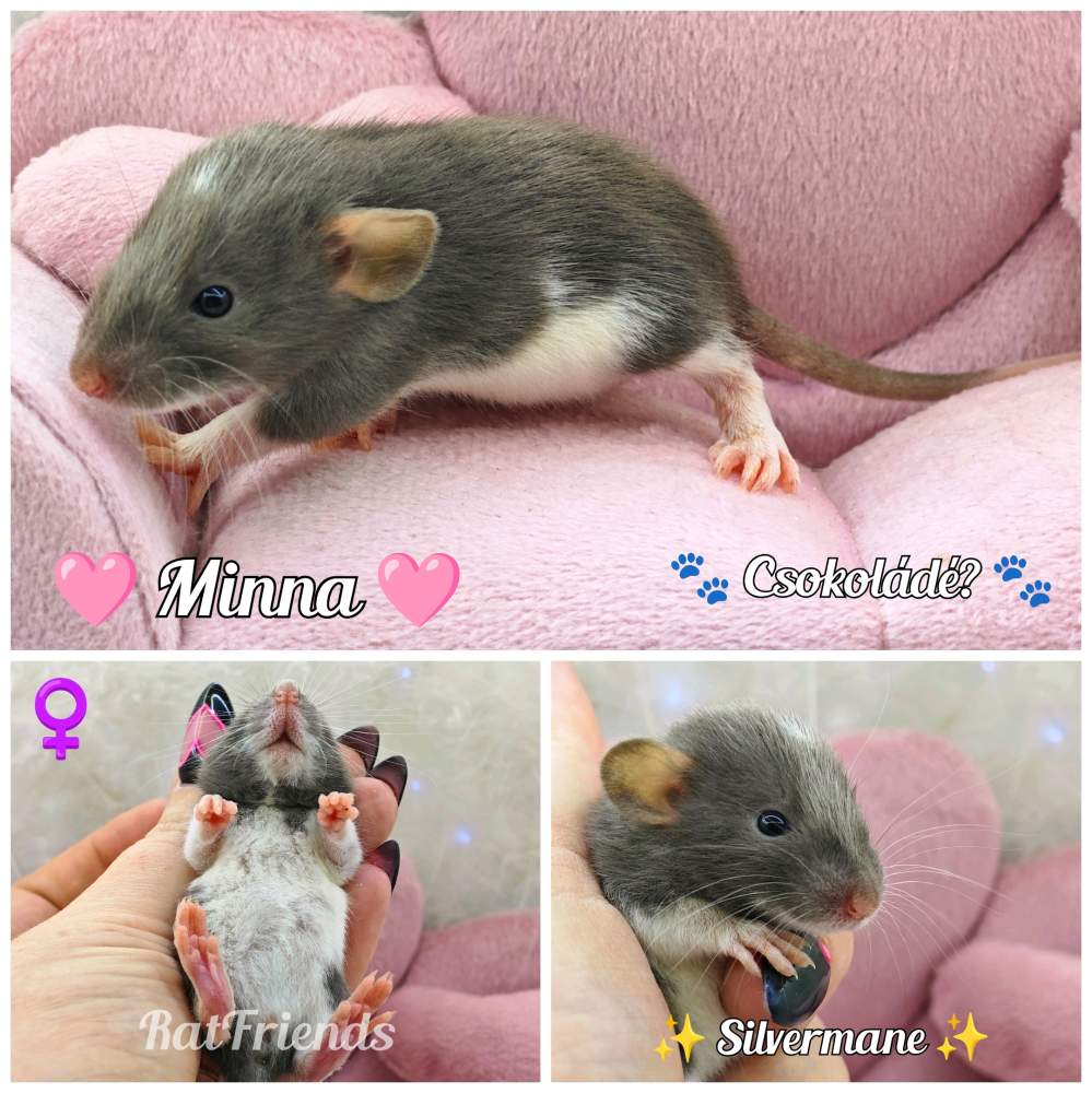 Fancy rat Owned by other Rattus norvegicus 