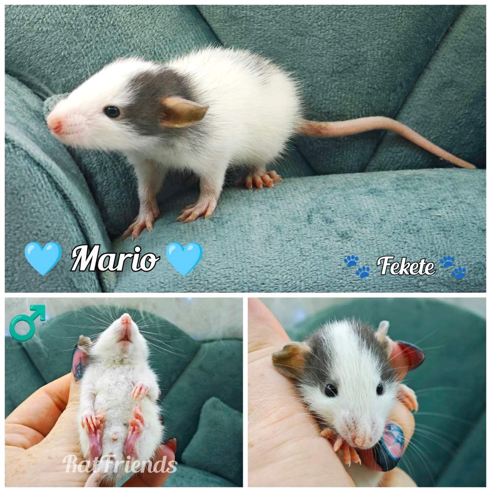 Fancy rat Available for rehoming Rattus norvegicus 