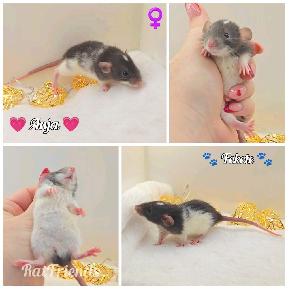 Fancy rat Retired Rattus norvegicus 