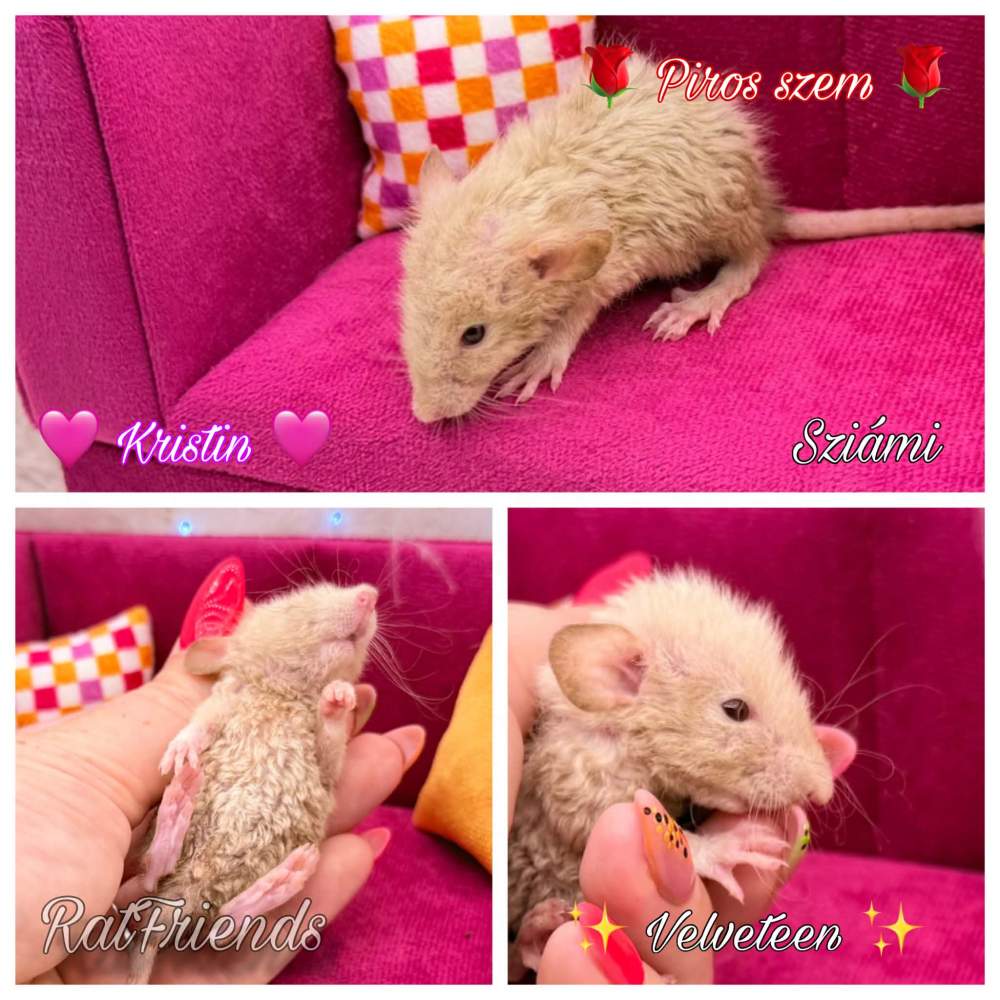 Fancy rat Available for rehoming Rattus norvegicus 