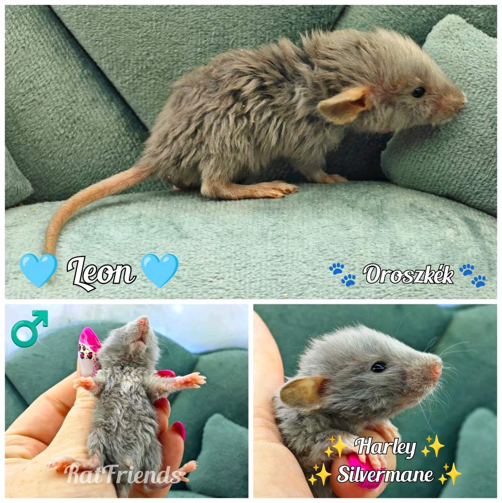 Fancy rat Available for rehoming Rattus norvegicus 