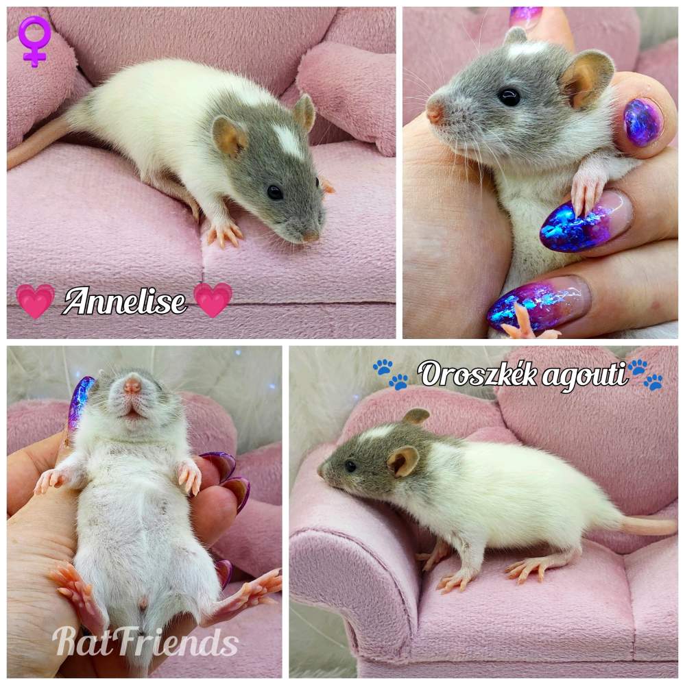 Fancy rat Owned by other Rattus norvegicus 