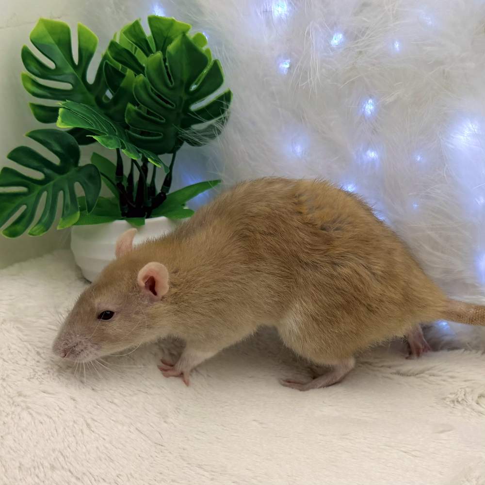Fancy rat Breeder Rattus norvegicus 