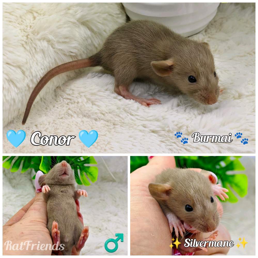 Fancy rat Available for rehoming Rattus norvegicus 