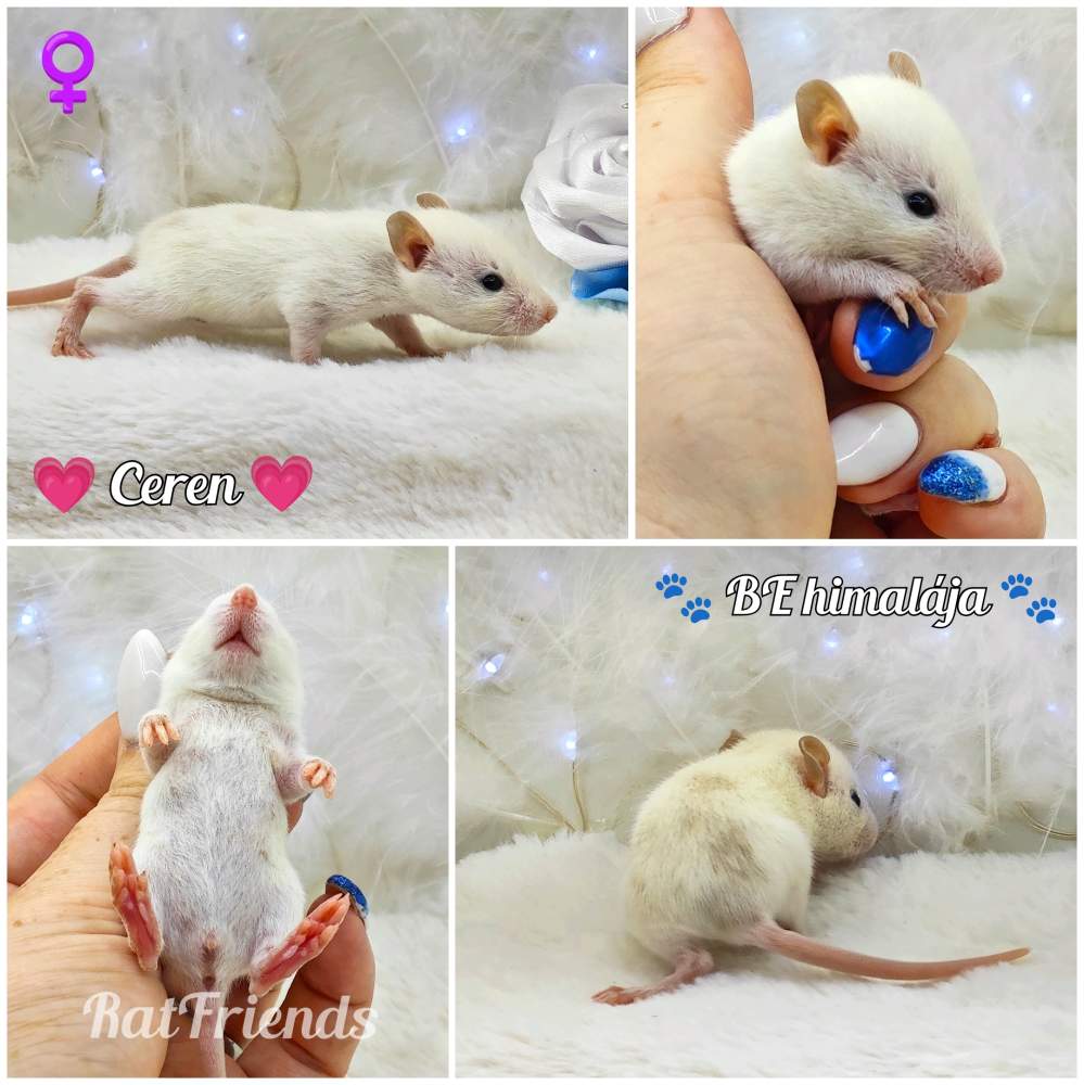 Fancy rat Owned by other Rattus norvegicus 