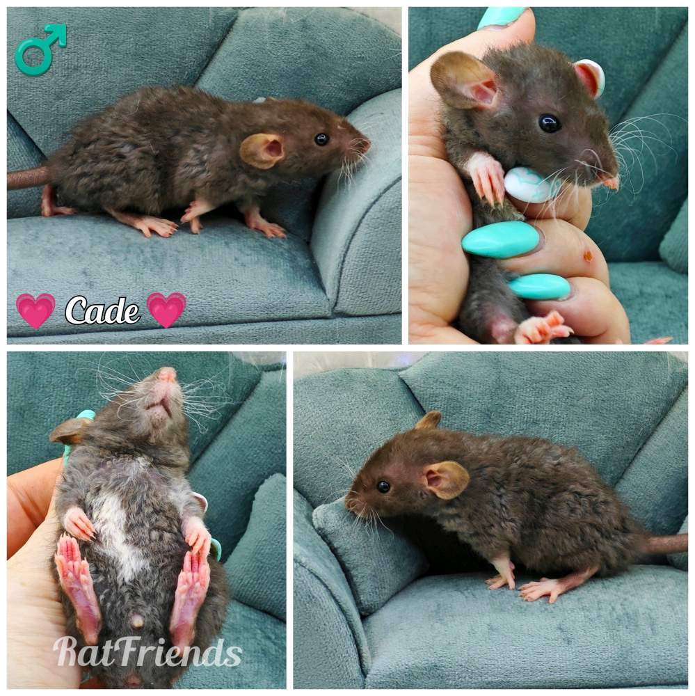 Fancy rat Owned by other Rattus norvegicus 
