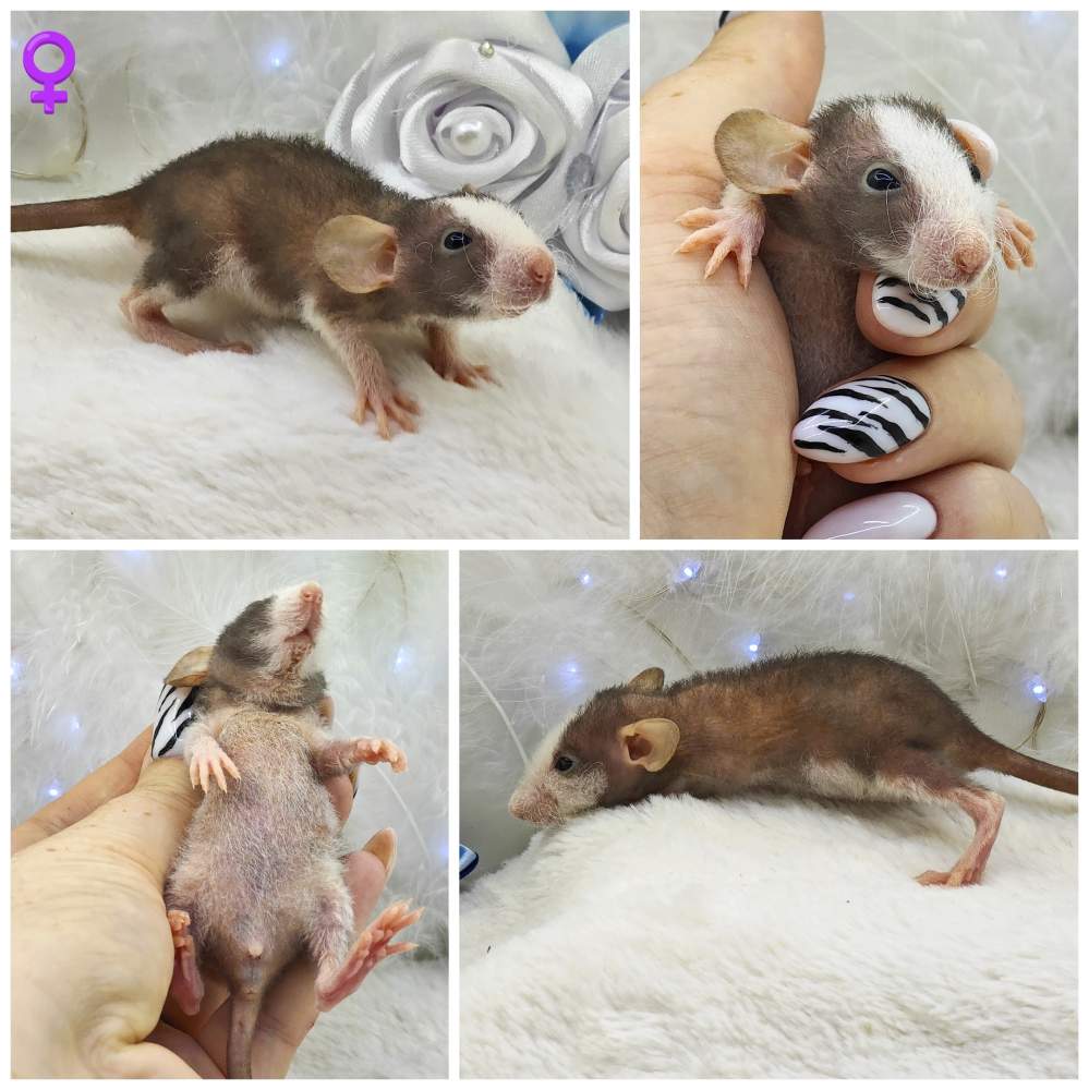 Fancy rat Owned by other Rattus norvegicus 
