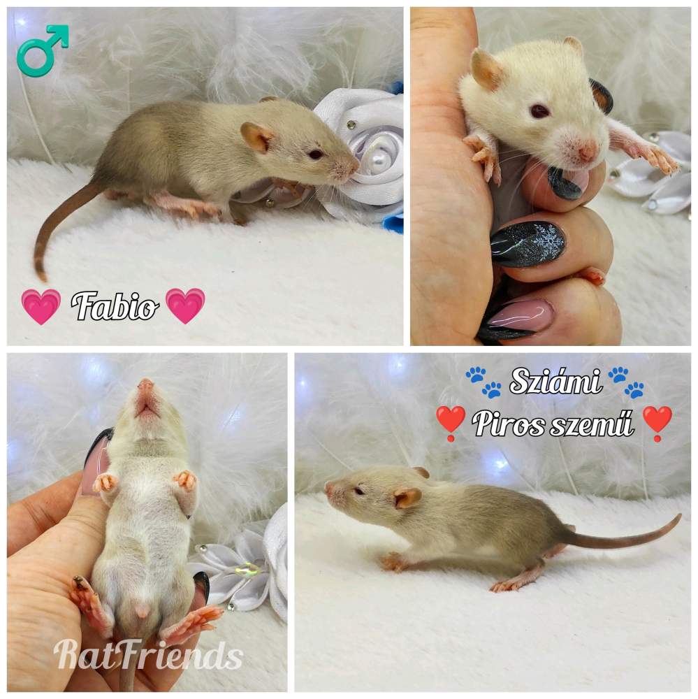 Fancy rat Owned by other Rattus norvegicus 