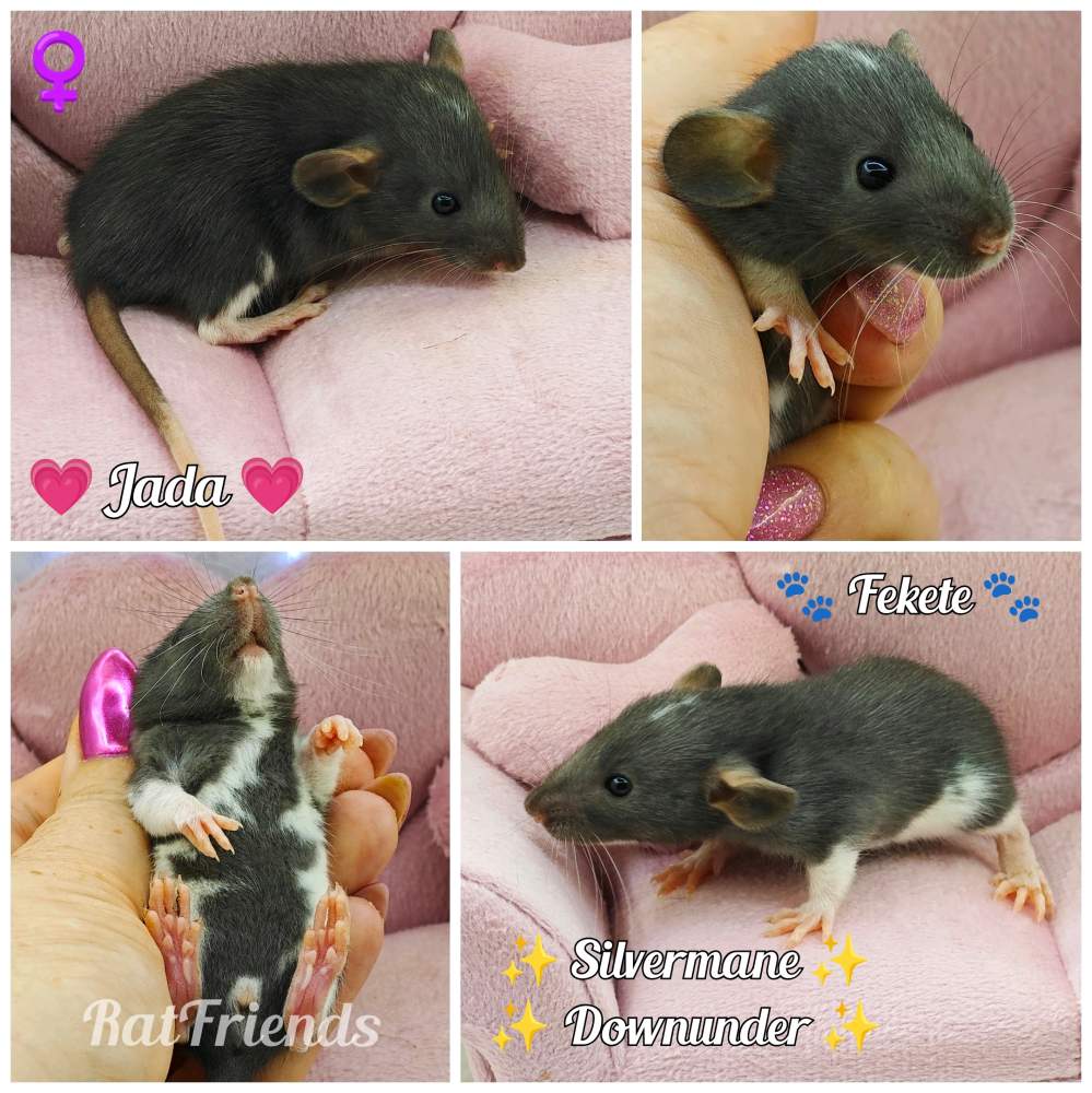 Fancy rat Available for rehoming Rattus norvegicus 