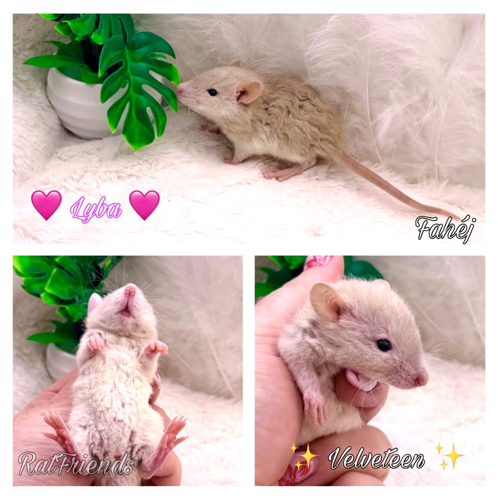 Fancy rat Breeder Rattus norvegicus 