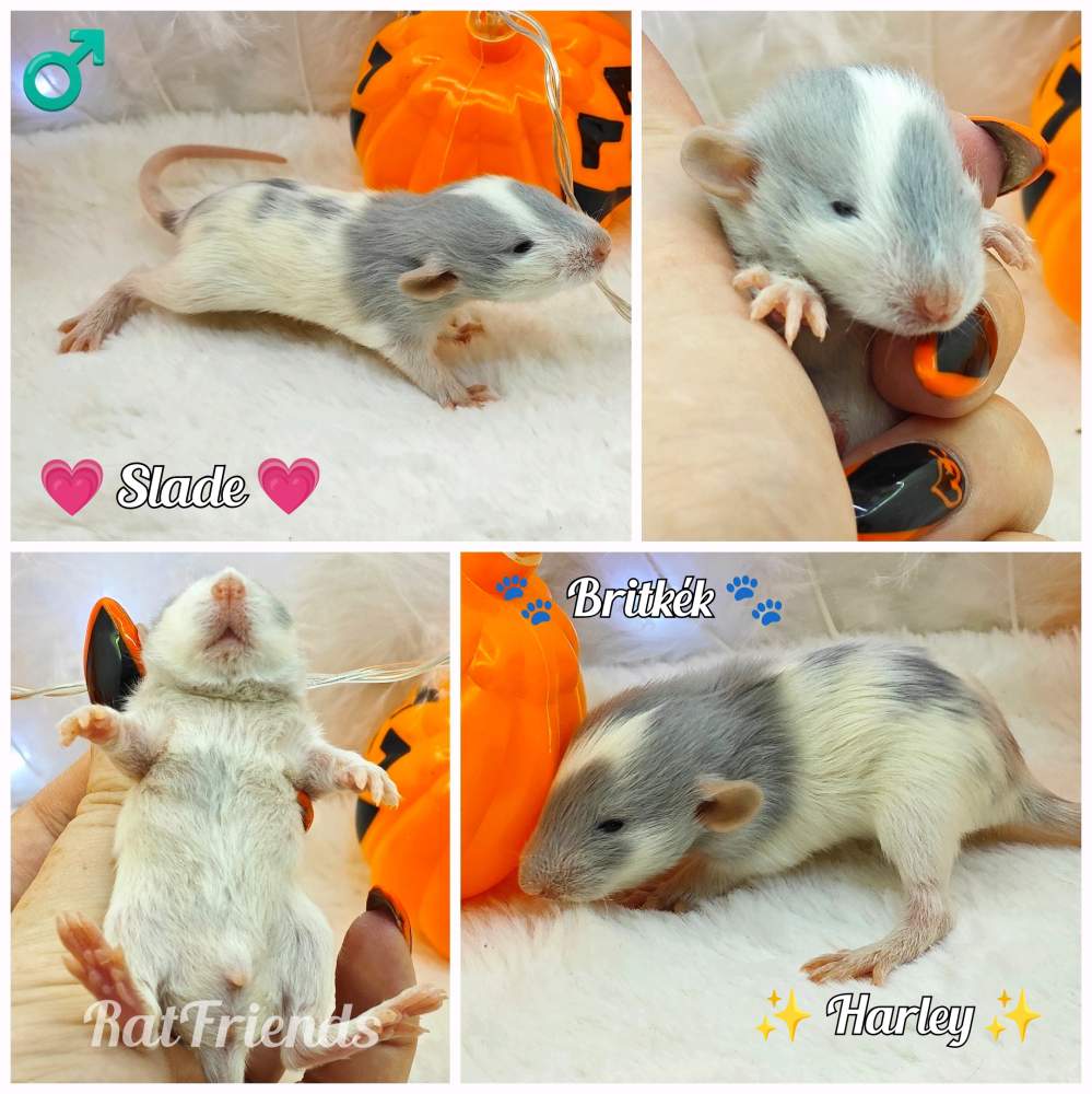 Fancy rat Owned by other Rattus norvegicus 