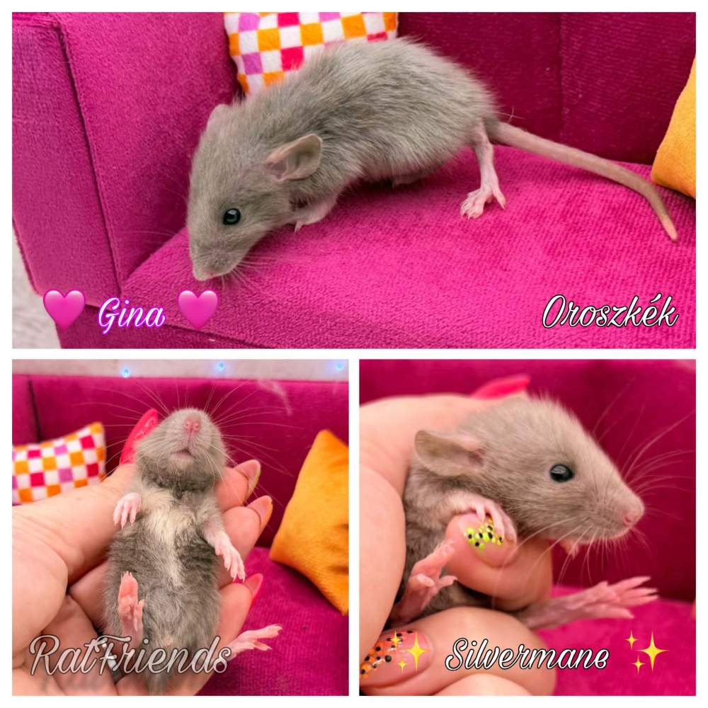 Fancy rat Available for rehoming Rattus norvegicus 
