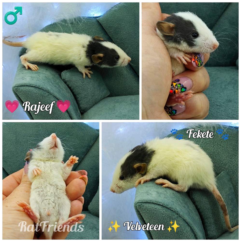 Fancy rat Owned by other Rattus norvegicus 