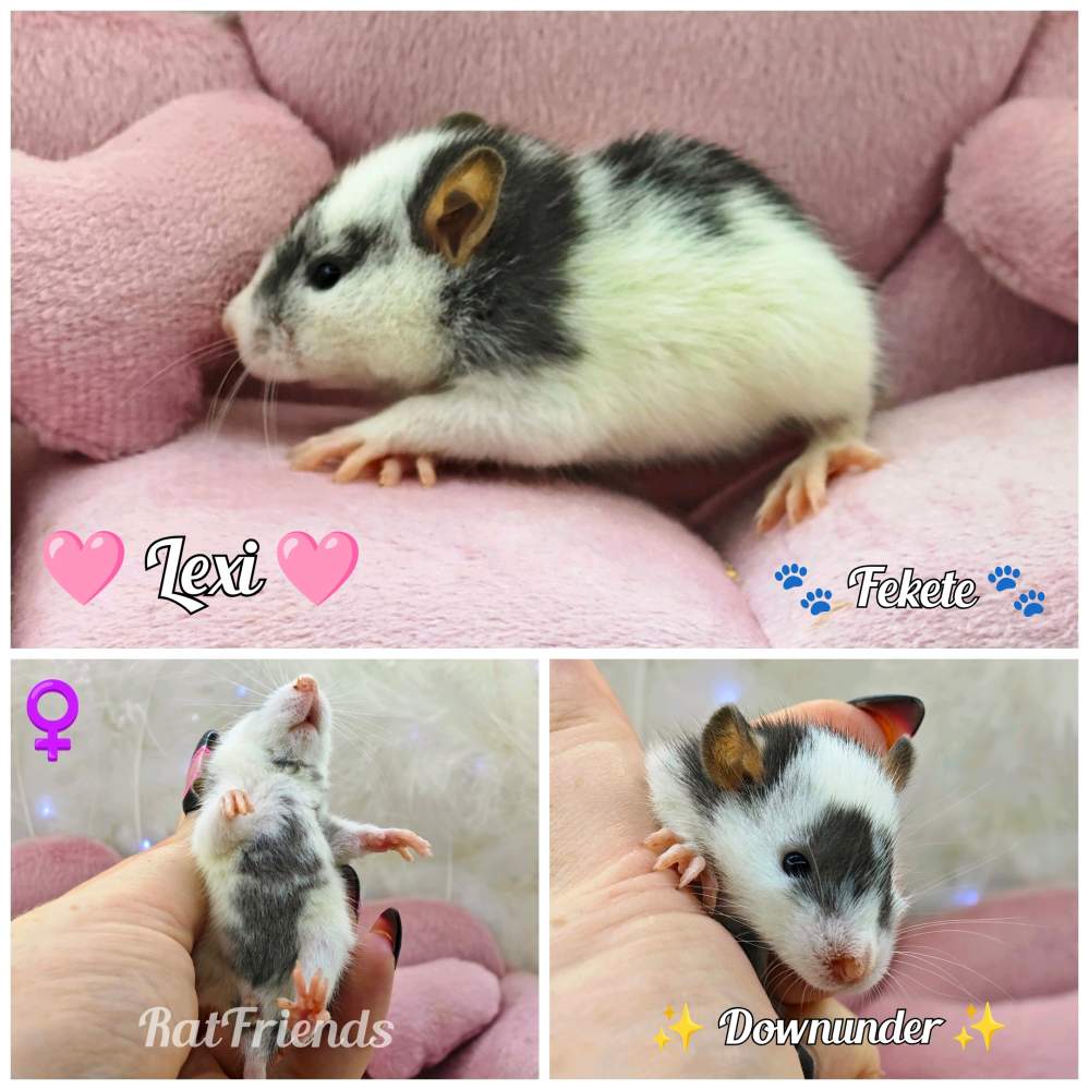 Fancy rat Breeder Rattus norvegicus 