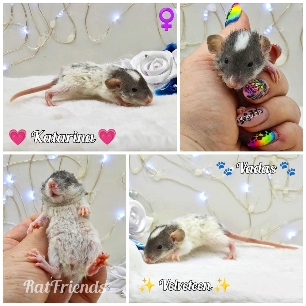 Fancy rat Owned by other Rattus norvegicus 